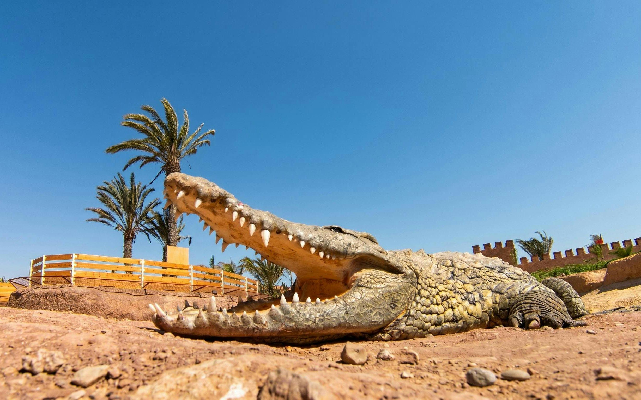 Crocodile basking in the sun at Agadir Crocoparc, Morocco, with palm trees in the background.