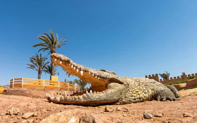 Crocodile basking in the sun at Agadir Crocoparc, Morocco, with palm trees in the background.