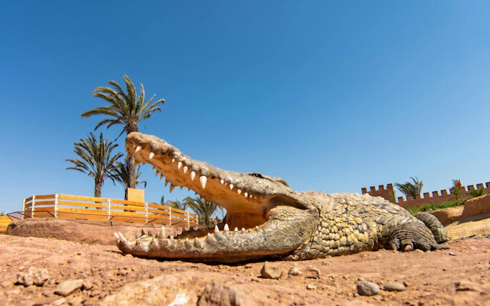 Crocodile basking in the sun at Agadir Crocoparc, Morocco, with palm trees in the background.