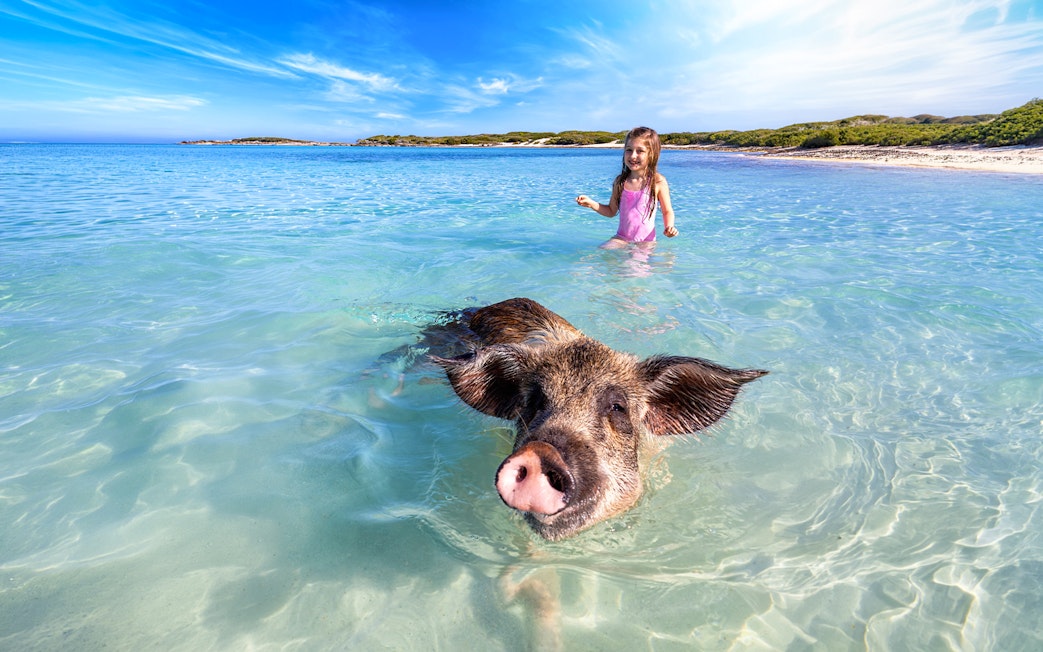A tourist girl looks at the famous swimming pigs at the islands of Exuma, Nassau, The Bahamas