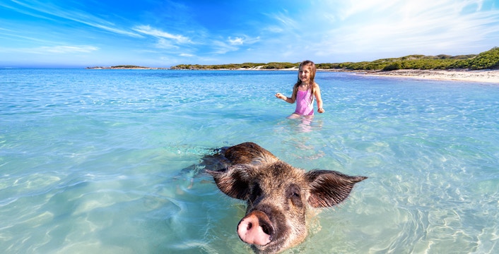 A tourist girl looks at the famous swimming pigs at the islands of Exuma, Nassau, The Bahamas
