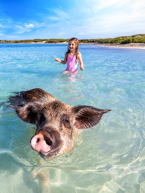 A tourist girl looks at the famous swimming pigs at the islands of Exuma, Nassau, The Bahamas