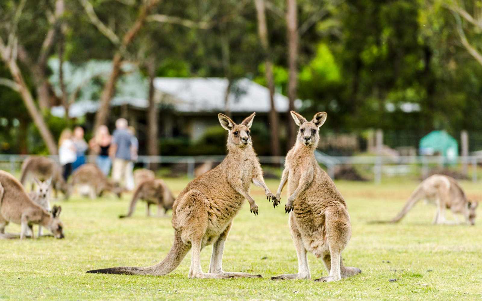 Kangaroos grazing in a field at Halls Gap, Australia.