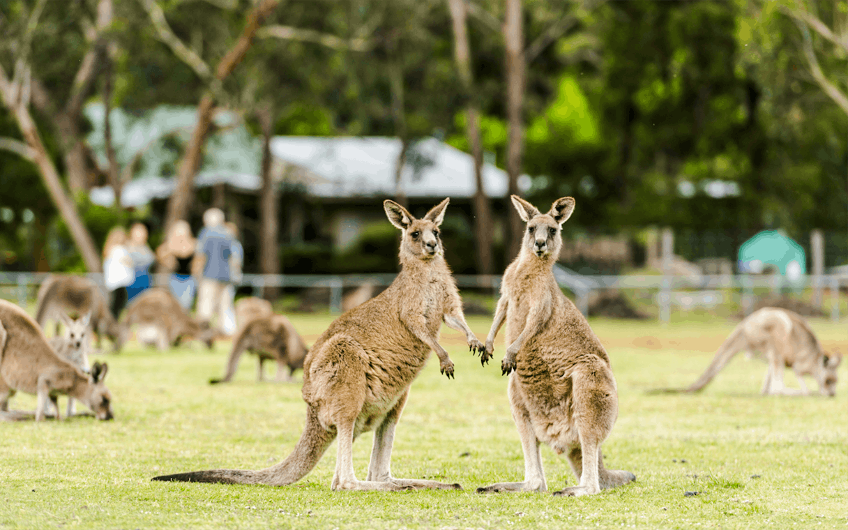Kangaroos grazing in a field at Halls Gap, Australia.