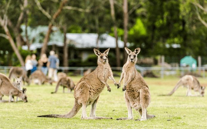 Kangaroos grazing in a field at Halls Gap, Australia.