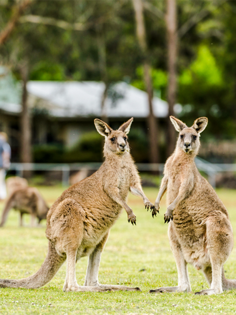 Kangaroos grazing in a field at Halls Gap, Australia.
