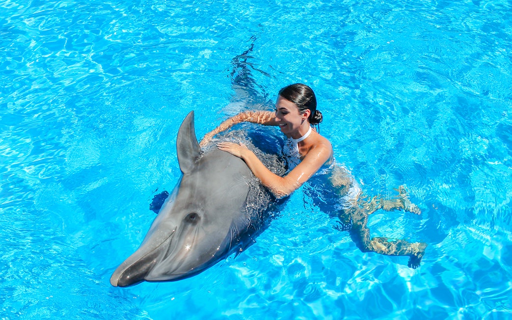 Swimming with a dolphin at Dolphinarium Pattaya for non-Thai residents.