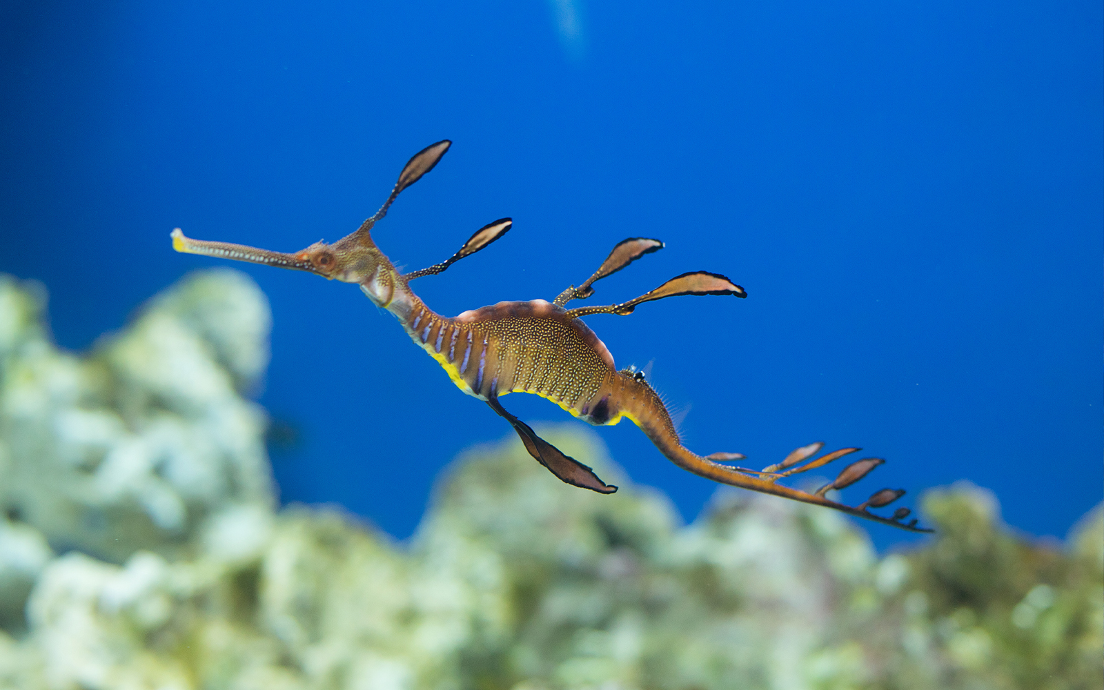 Sea dragon swimming in Dubai Aquarium.