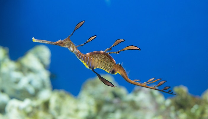Sea dragon swimming in Dubai Aquarium.