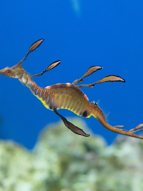 Sea dragon swimming in Dubai Aquarium.