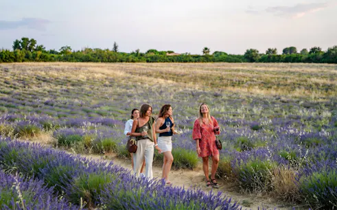 Visitors walking through lavender fields at Terre Ugo, Provence.