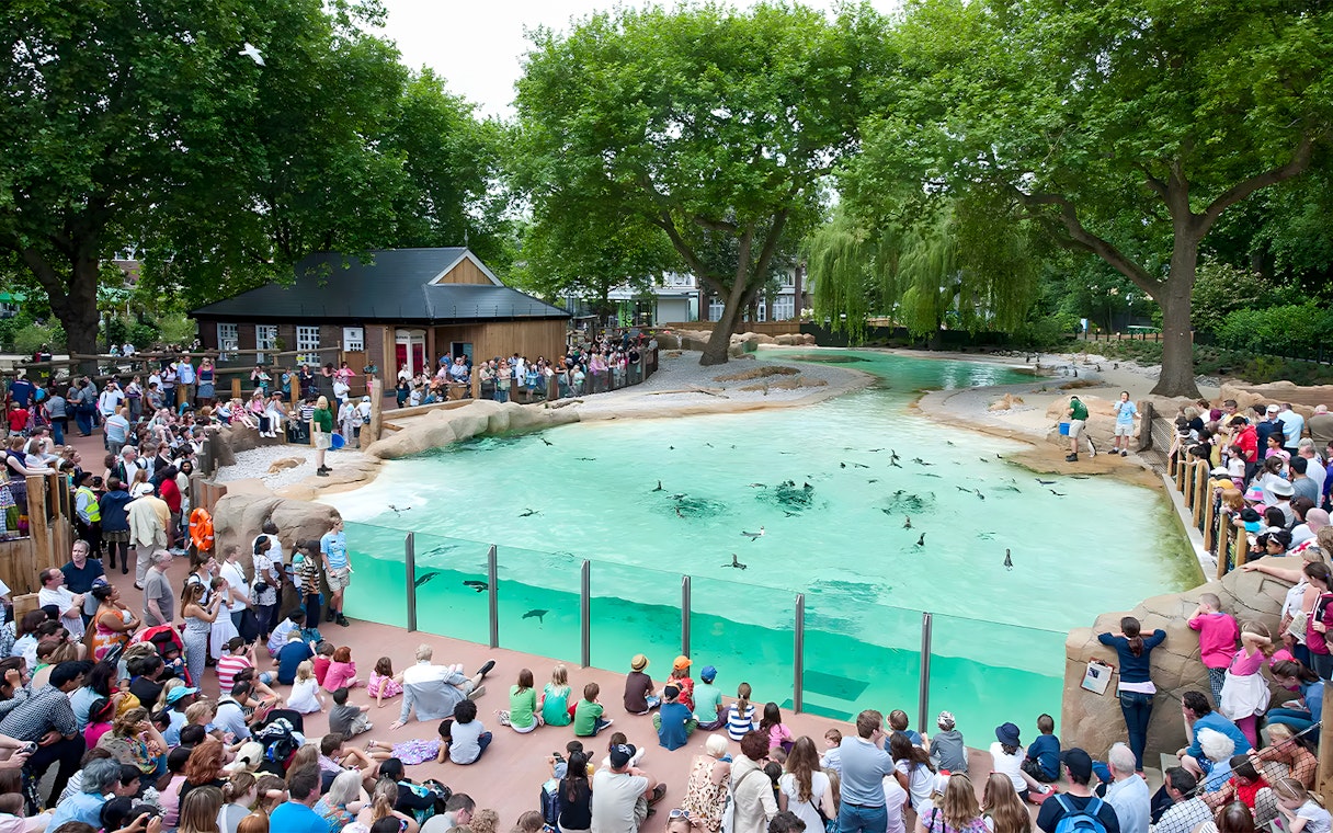 Crowd watching penguins swim at Penguin Beach, London Zoo.
