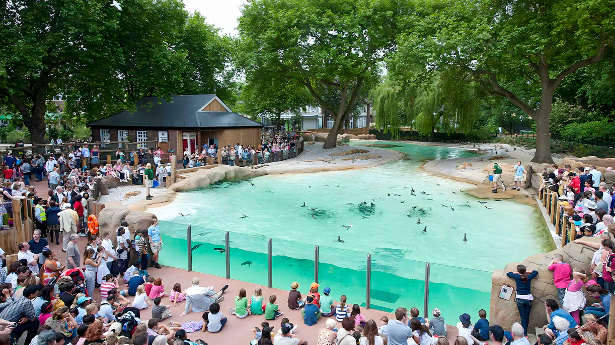 Crowd watching penguins swim at Penguin Beach, London Zoo.