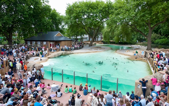 Crowd watching penguins swim at Penguin Beach, London Zoo.