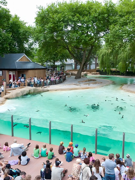 Crowd watching penguins swim at Penguin Beach, London Zoo.