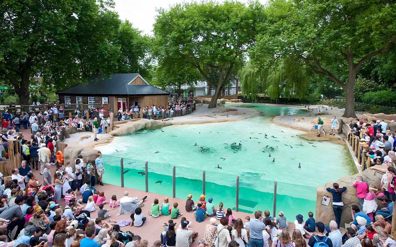 Crowd watching penguins swim at Penguin Beach, London Zoo.