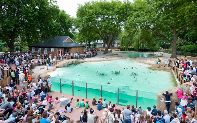Crowd watching penguins swim at Penguin Beach, London Zoo.