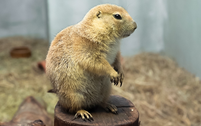 Prairie dog standing on a wooden stump at Just Farm by Just Pets Megastore.