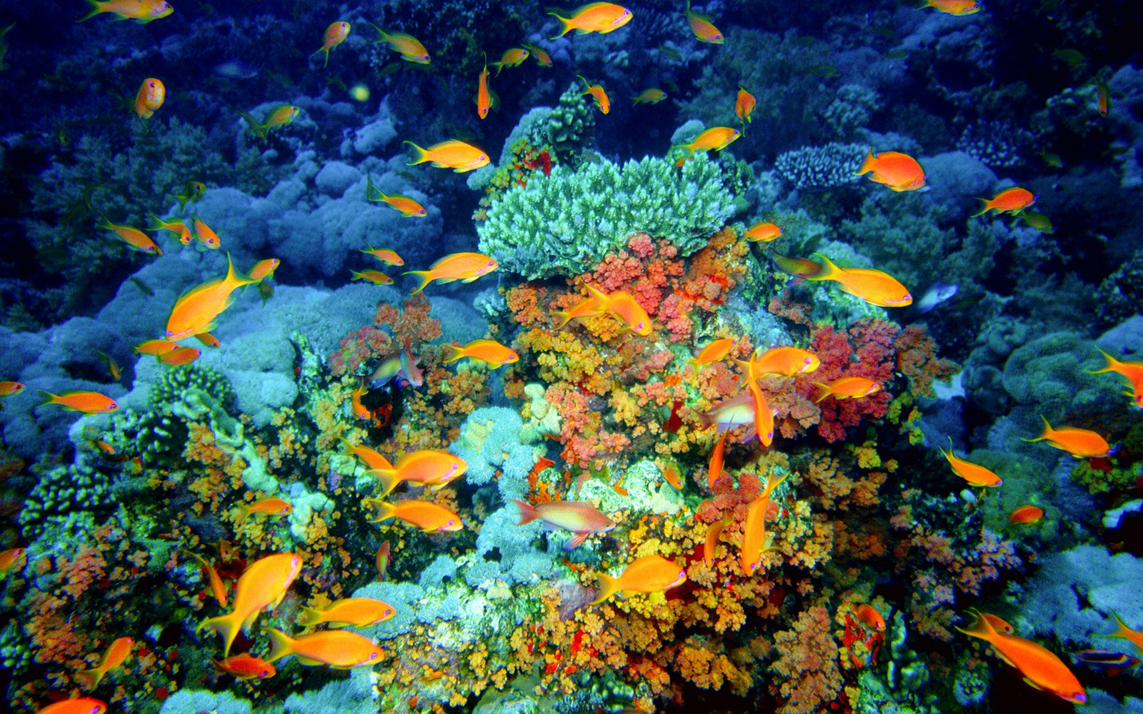 Colorful fish swimming around vibrant coral at Cala Gonone Aquarium.