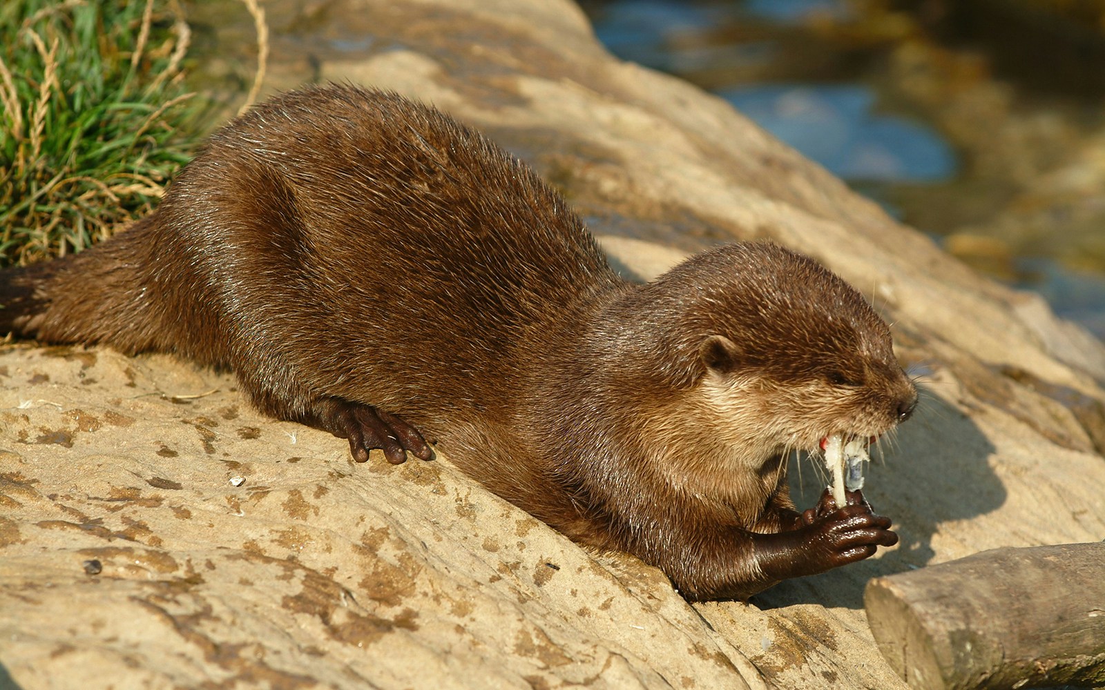 Asian small-clawed otter