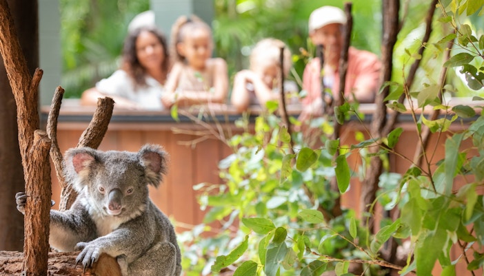 Couple posing with koalas