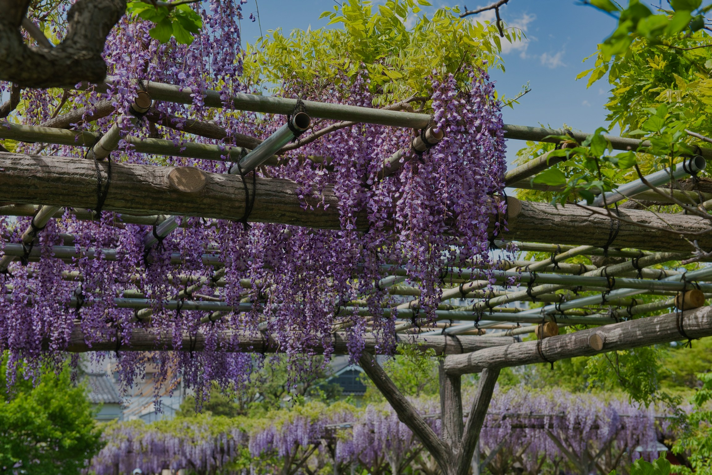 Wisteria Pergola