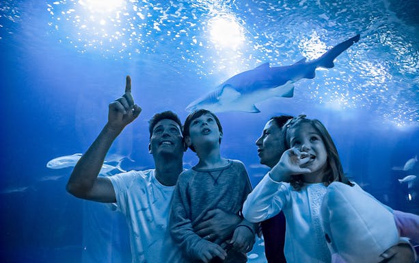 Family observing sharks at the Oceanographic oceanarium.