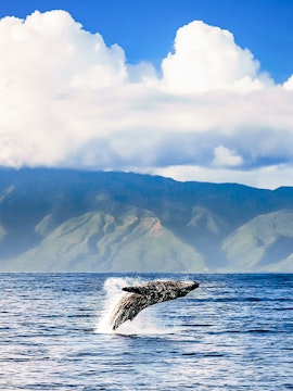 Whale breaching during Luxury West Snorkel Sail Tour in Maui, Hawaii with mountains in background.