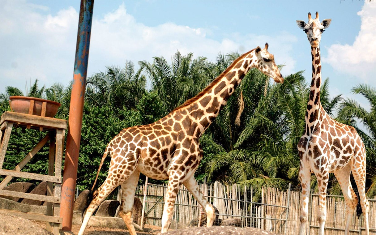 Giraffes at A'Famosa Melaka Safari Wonderland, Malaysia.