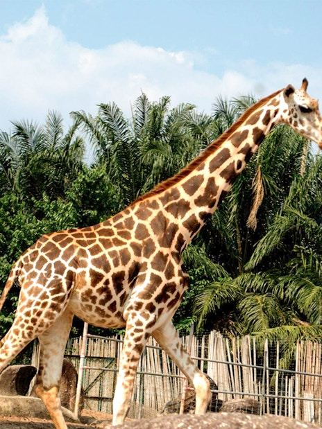 Giraffes at A'Famosa Melaka Safari Wonderland, Malaysia.