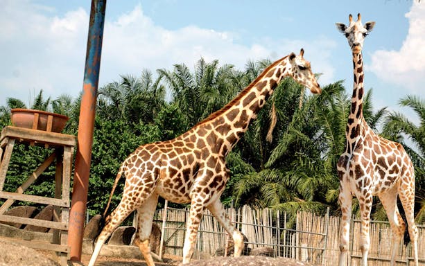 Giraffes at A'Famosa Melaka Safari Wonderland, Malaysia.