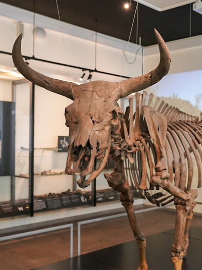 Skeleton of an ancient aurochs displayed at the National Museum of Denmark.