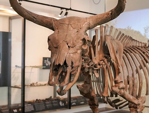Skeleton of an ancient aurochs displayed at the National Museum of Denmark.