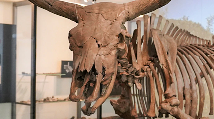 Skeleton of an ancient aurochs displayed at the National Museum of Denmark.