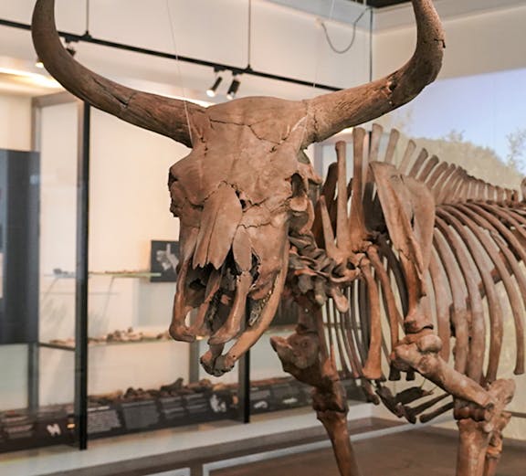 Skeleton of an ancient aurochs displayed at the National Museum of Denmark.