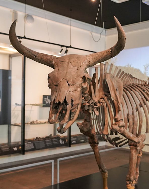 Skeleton of an ancient aurochs displayed at the National Museum of Denmark.