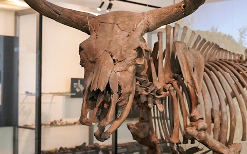 Skeleton of an ancient aurochs displayed at the National Museum of Denmark.