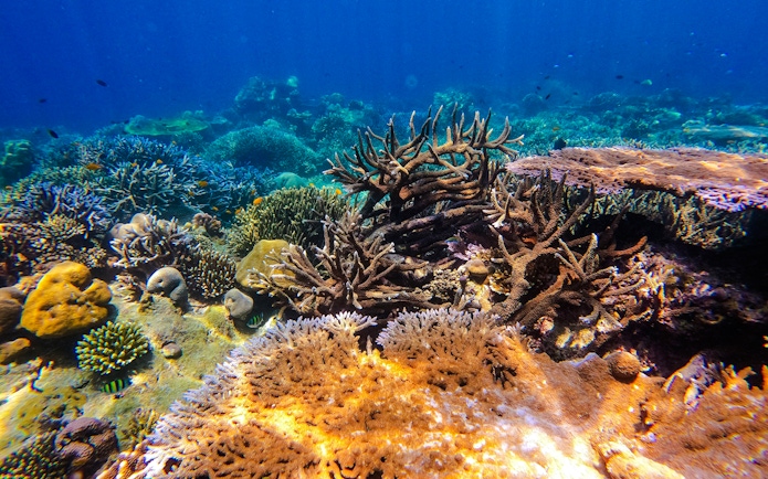 Coral reef and diverse marine life at Surin Island, Thailand.
