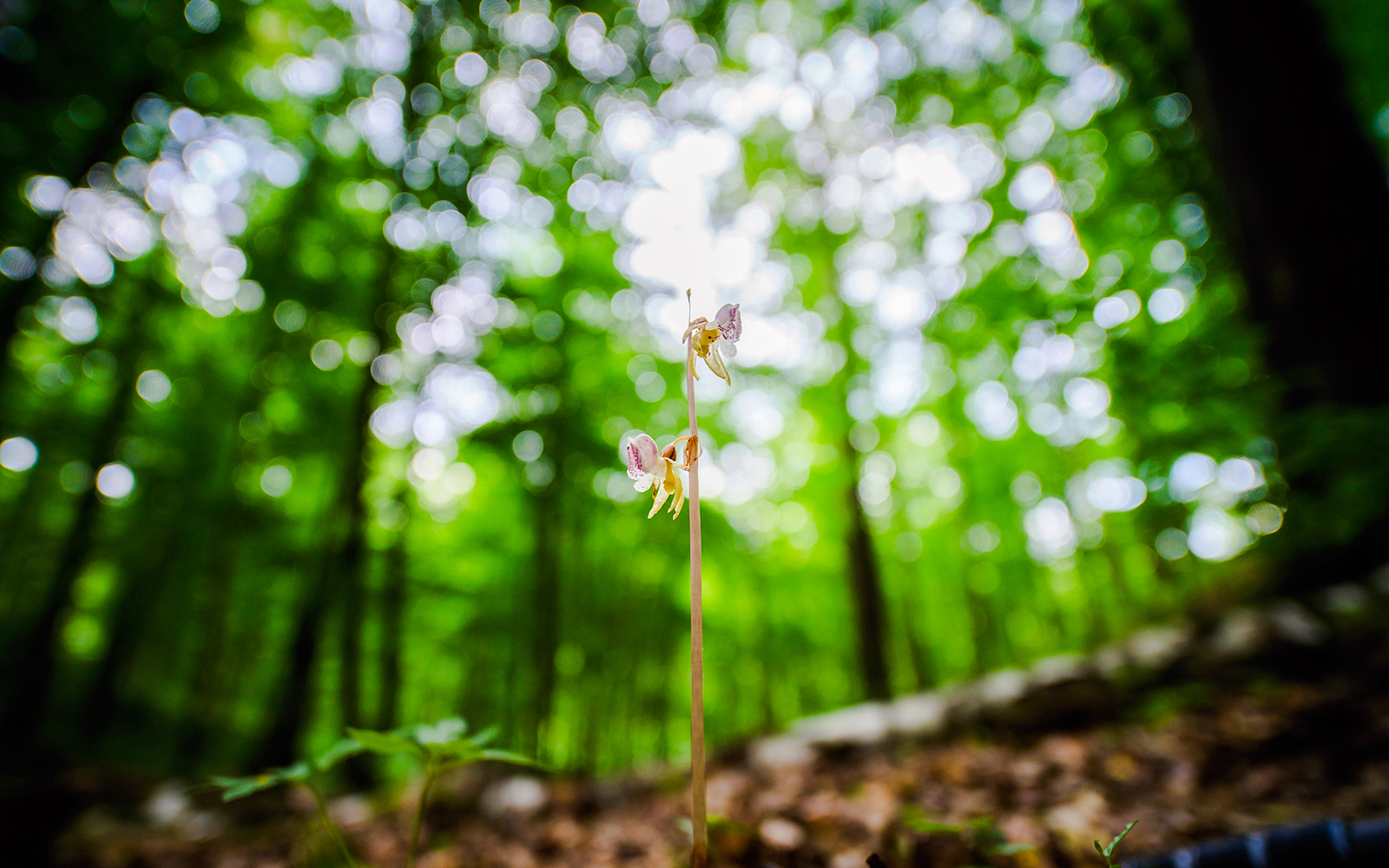 Ghost orchid, Epipogium aphyllum, growing in a lush green forest.