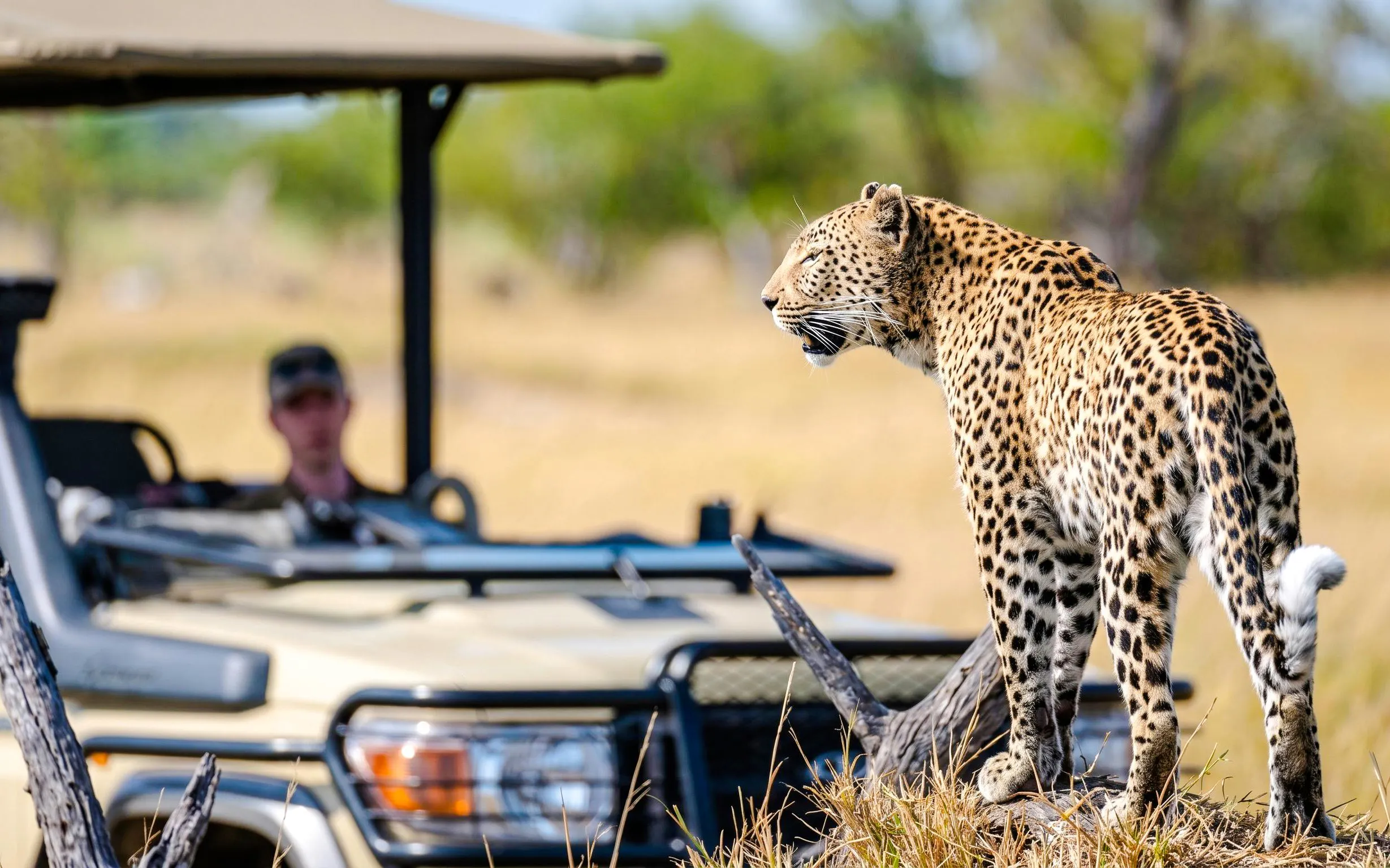 From Hazyview: Ultimate Private Full-Day Kruger Park Safari Drive