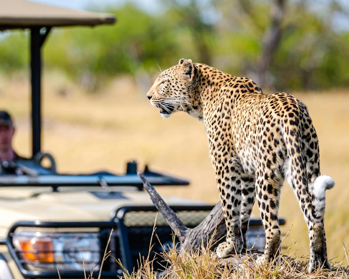 From Hazyview: Ultimate Private Full-Day Kruger Park Safari Drive (Product 52666)