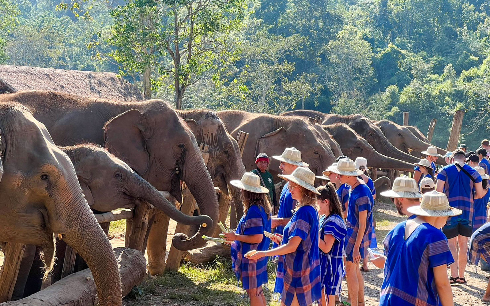 Tourists in Karen attire feeding elephants at a Chiang Mai sanctuary.