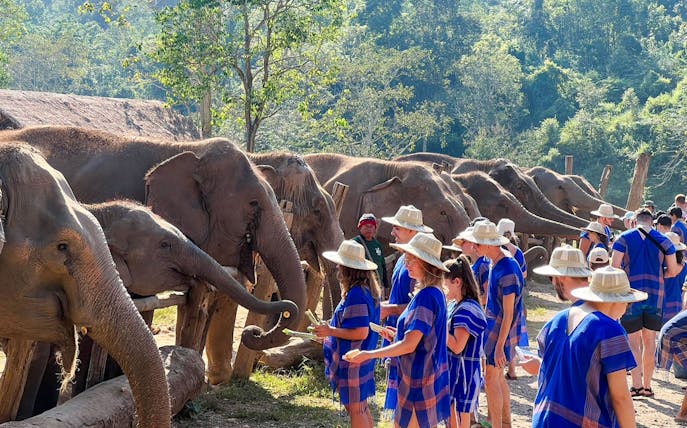 Tourists in Karen attire feeding elephants at a Chiang Mai sanctuary.