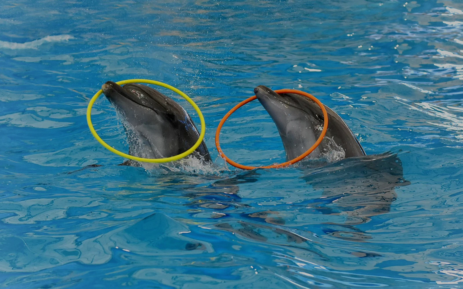 Dolphin Show Tickets