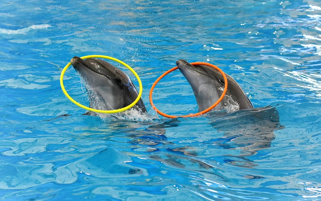 Dolphins performing with hoops at a show in Phuket.
