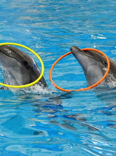 Dolphins performing with hoops at a show in Phuket.