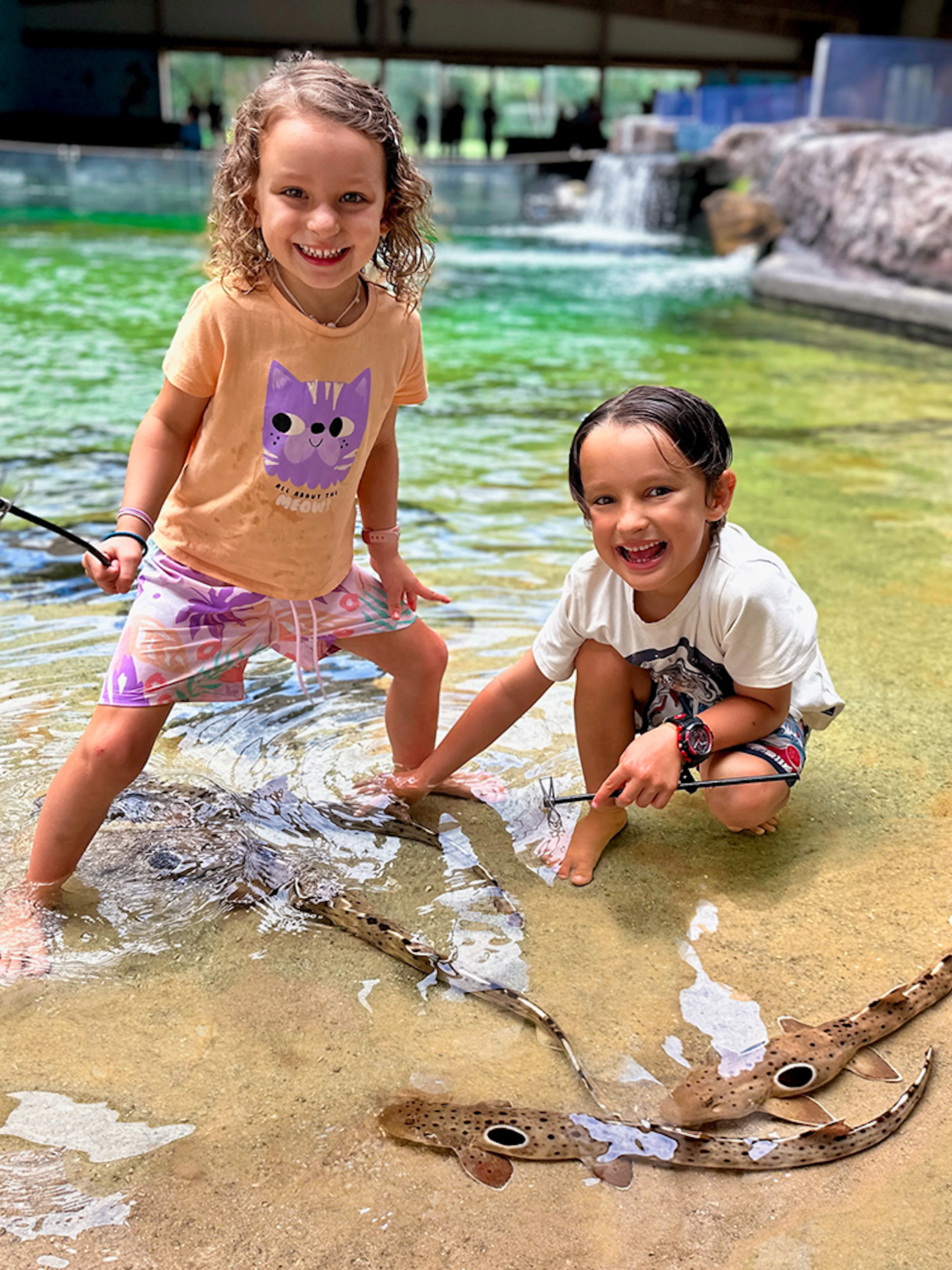 Children interacting with epaulette sharks at Irukandji Shark & Ray Encounters aquarium.