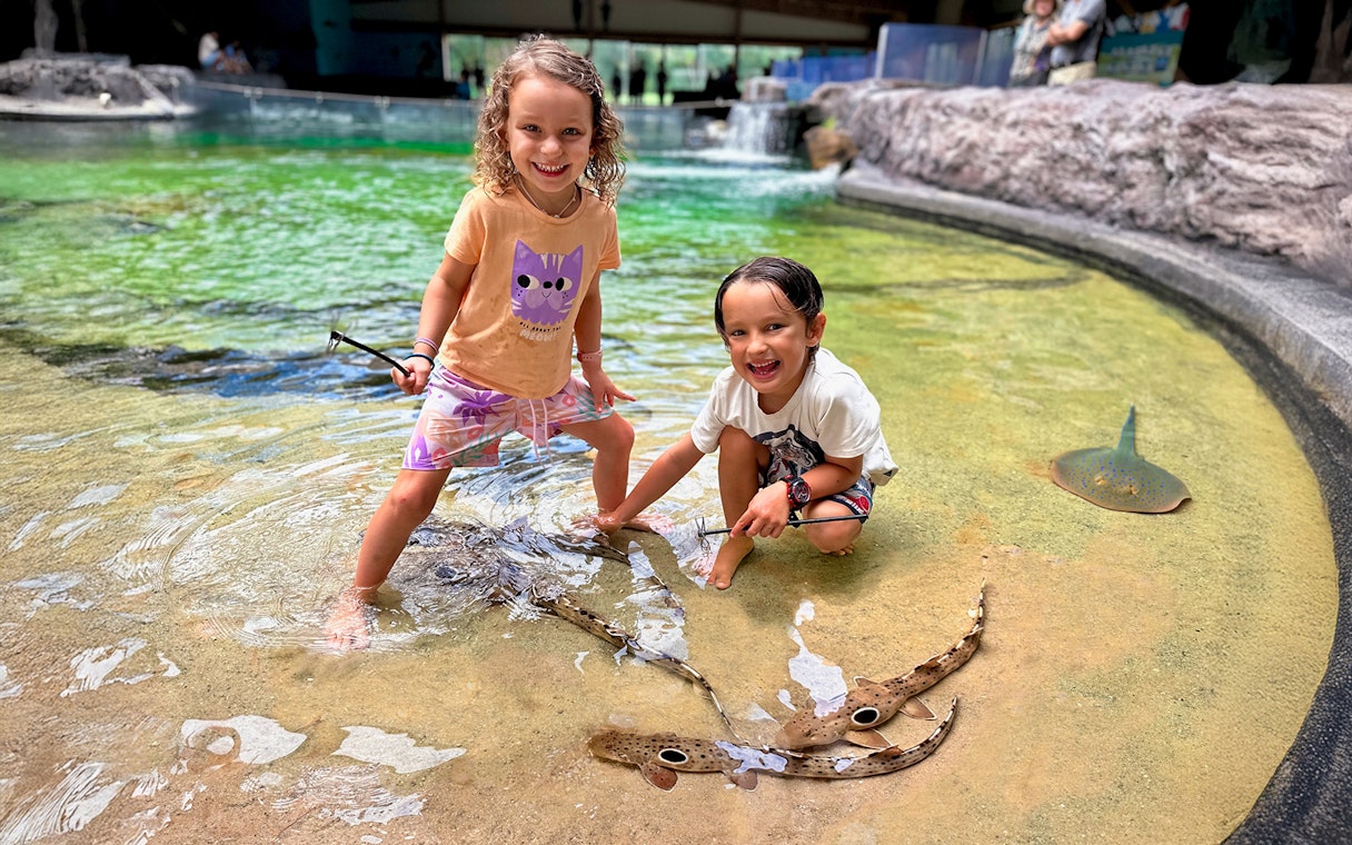 Children interacting with epaulette sharks at Irukandji Shark & Ray Encounters aquarium.