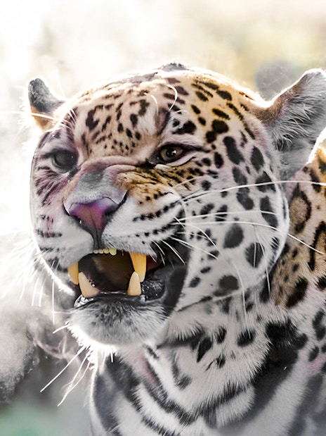 Leopard exhaling visible breath in a misty jungle setting.
