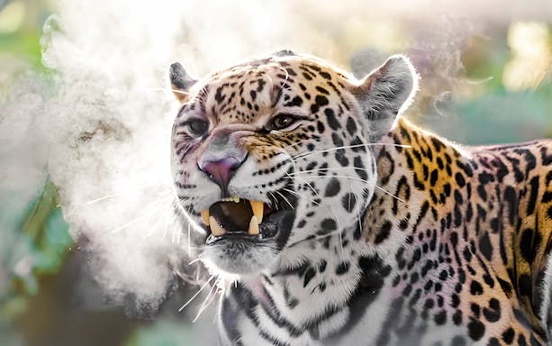 Leopard exhaling visible breath in a misty jungle setting.
